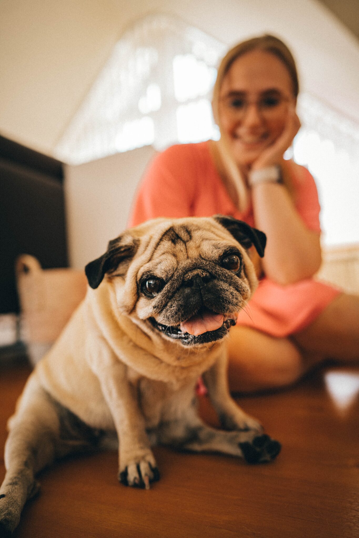 Georgia Peach Pug Rescue – Georgia Peach Pug Rescue