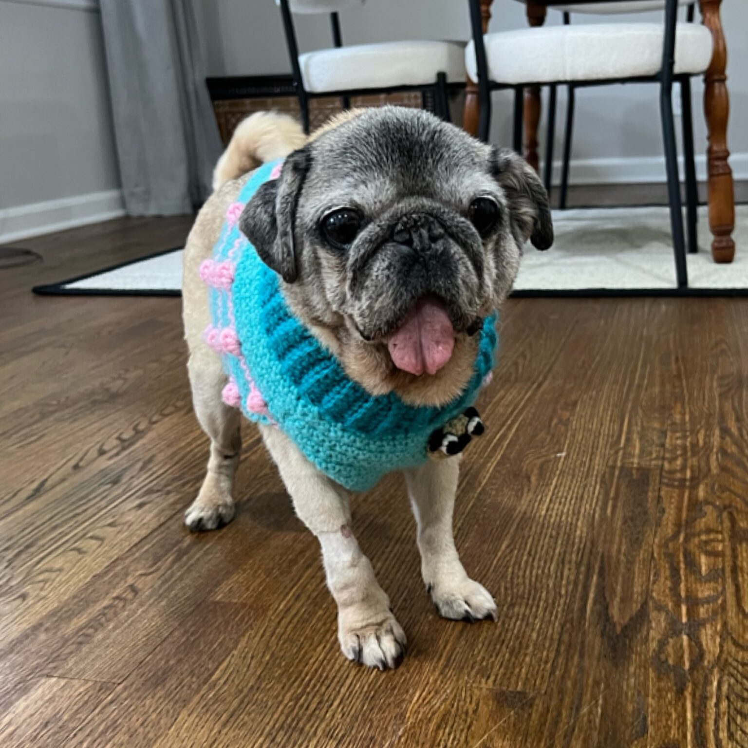 Adopted Pugs – Georgia Peach Pug Rescue