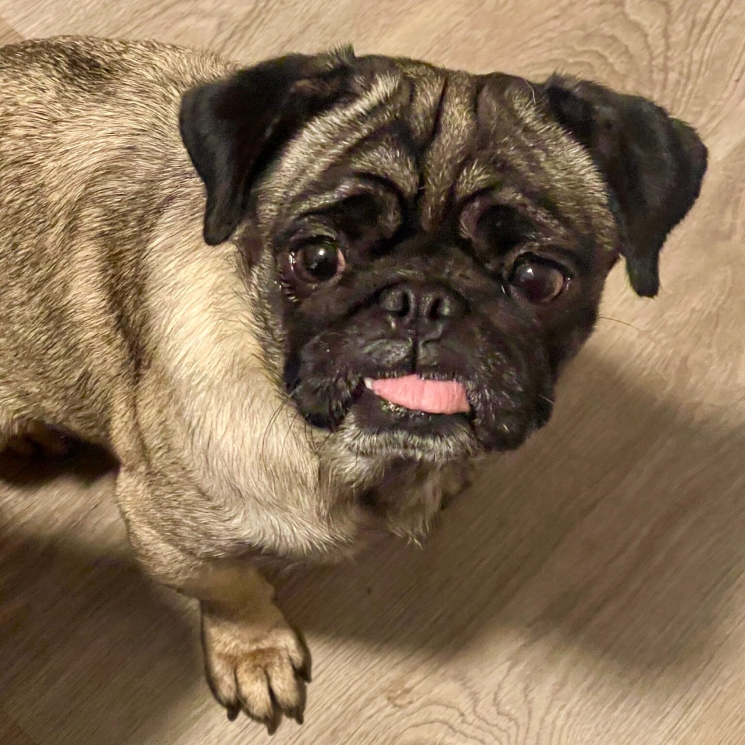 Adopted Pugs – Georgia Peach Pug Rescue