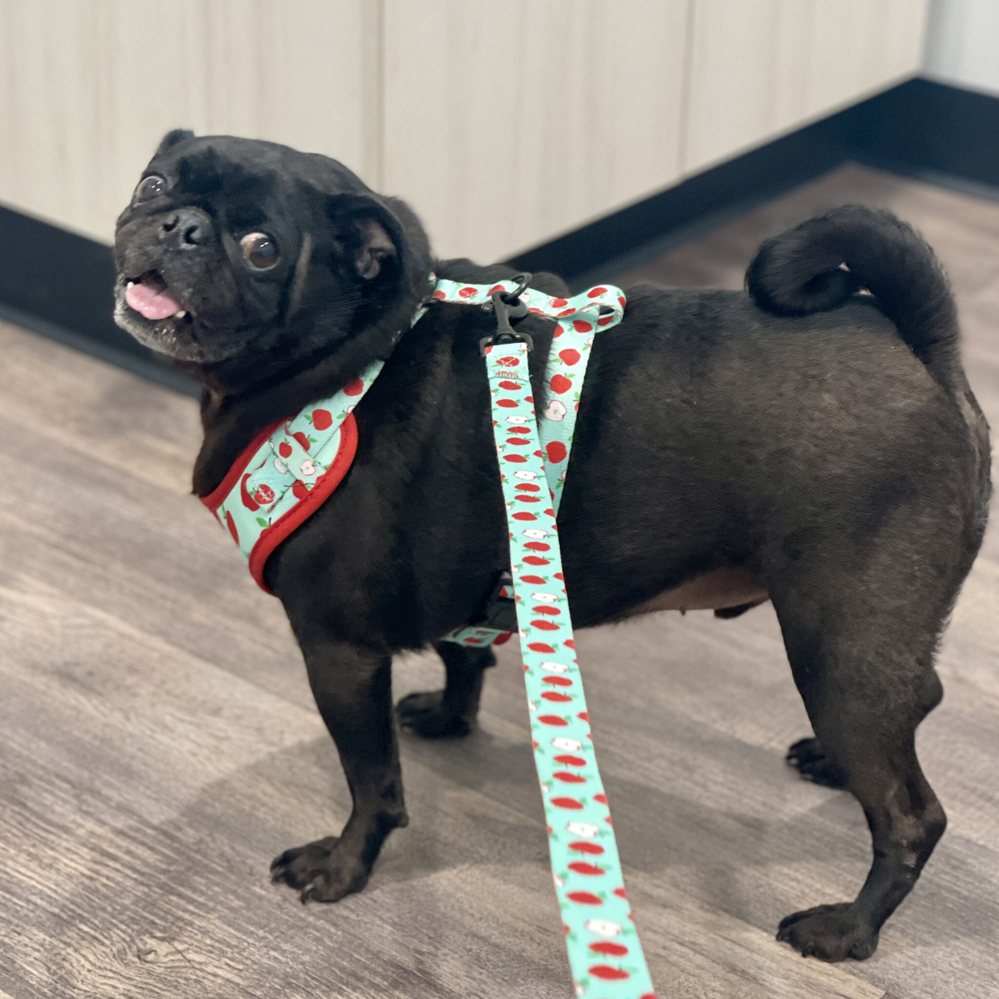 Foster Pugs – Georgia Peach Pug Rescue