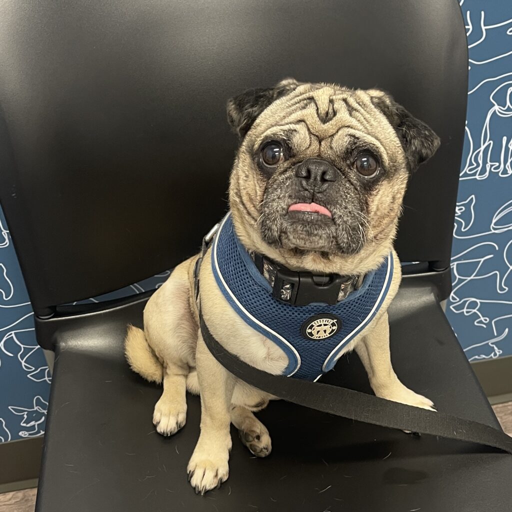 Foster Pugs – Georgia Peach Pug Rescue