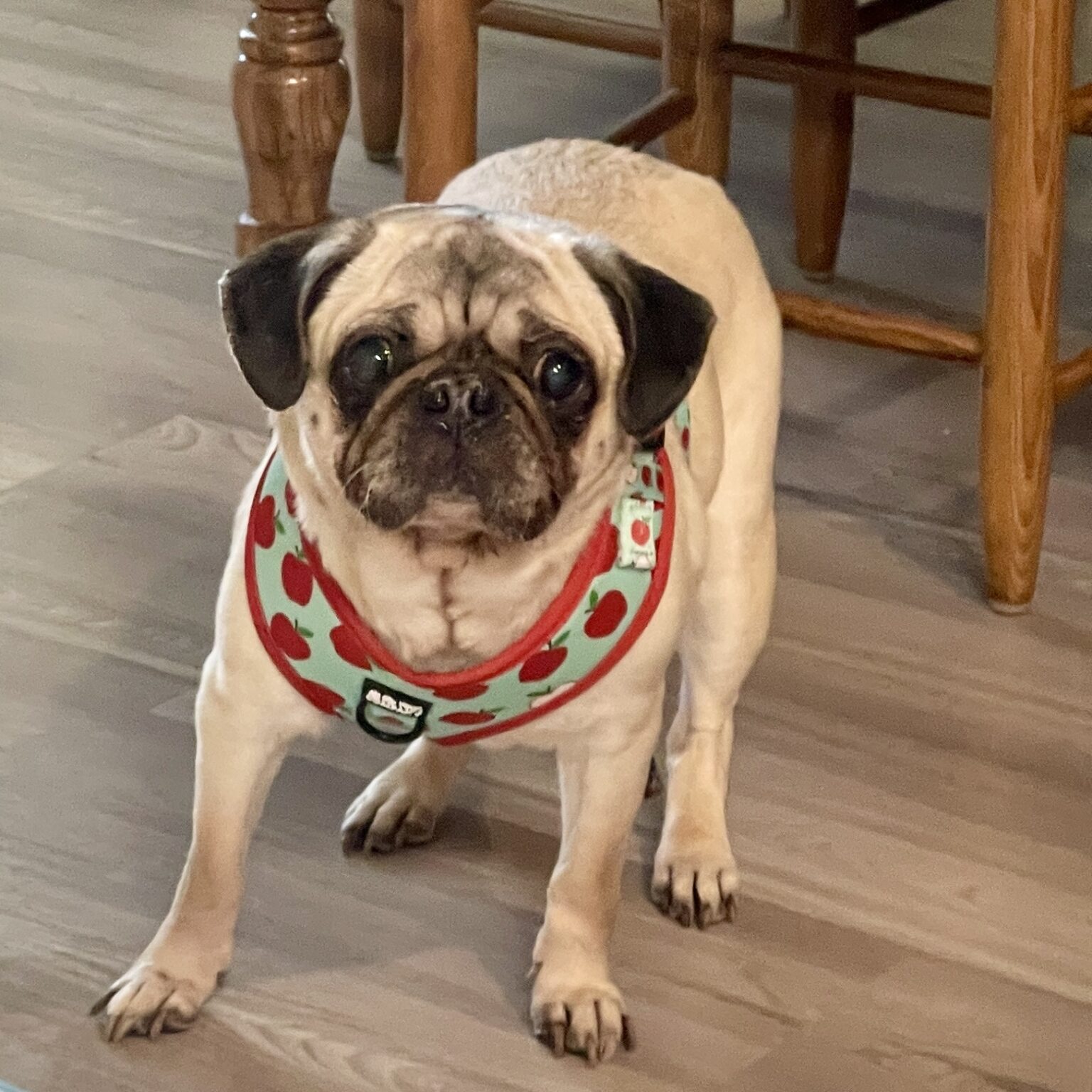 Foster Pugs – Georgia Peach Pug Rescue