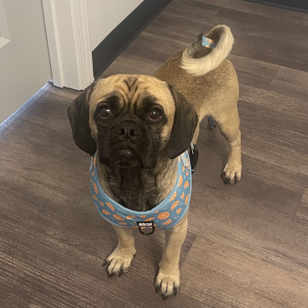 About Maddox – Georgia Peach Pug Rescue